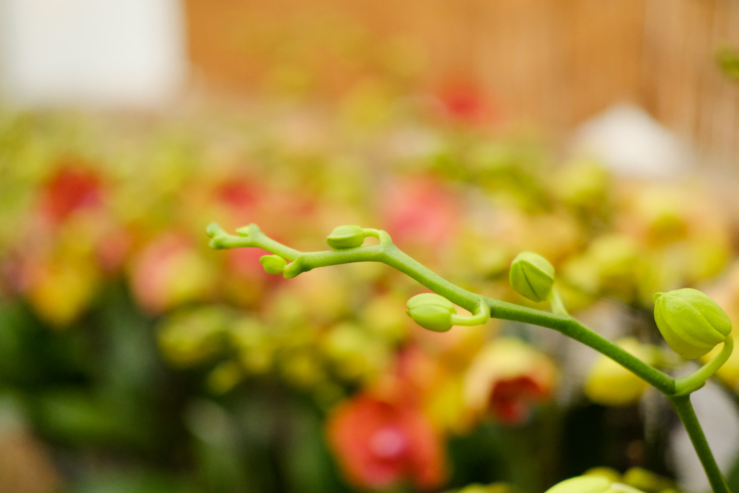 蝴蝶兰 蝴蝶兰茎变黄什么原因,茎腐烂如何治