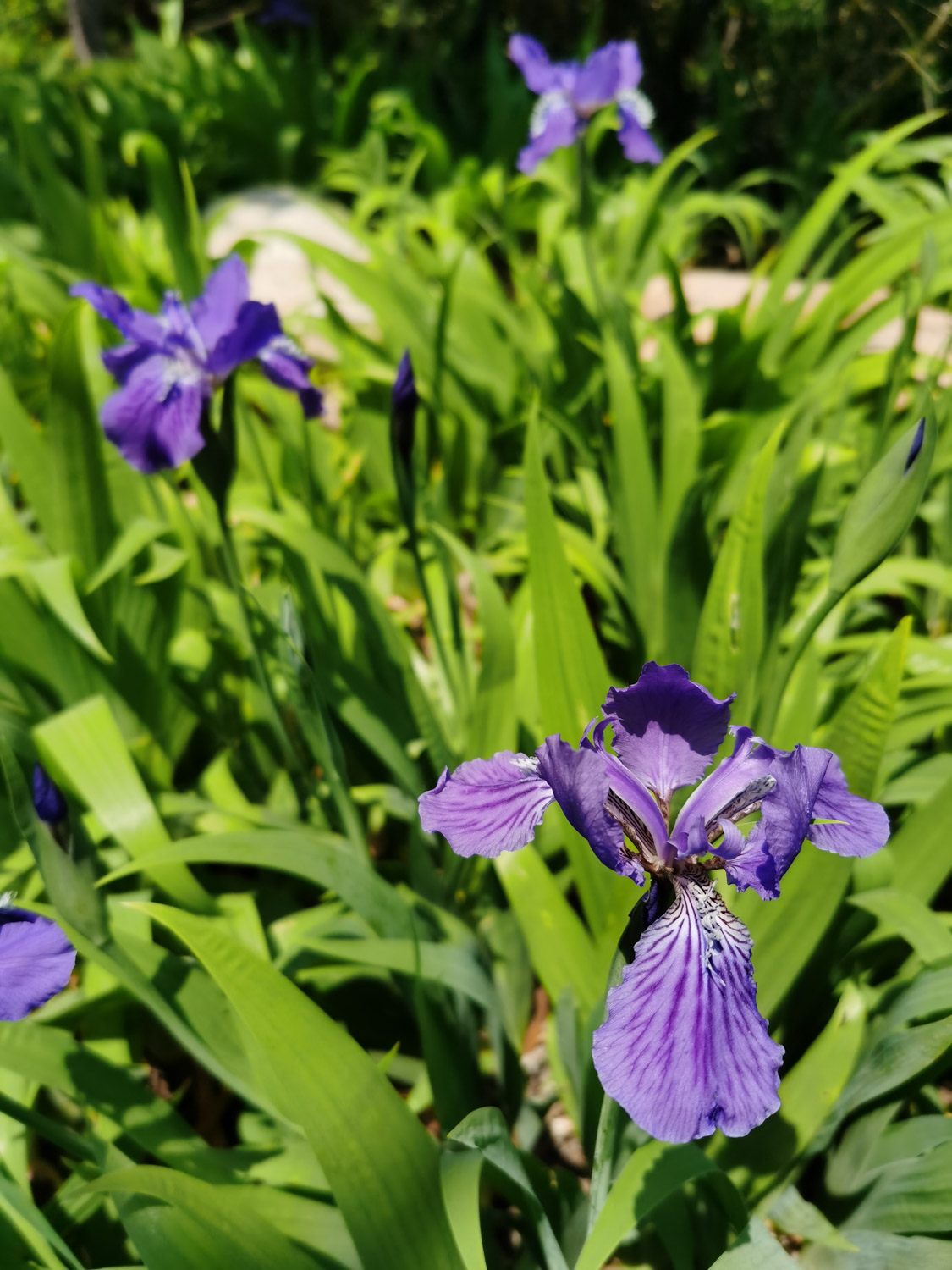 鸢尾 鸢尾花掉叶子如何处理,掉叶子的原因