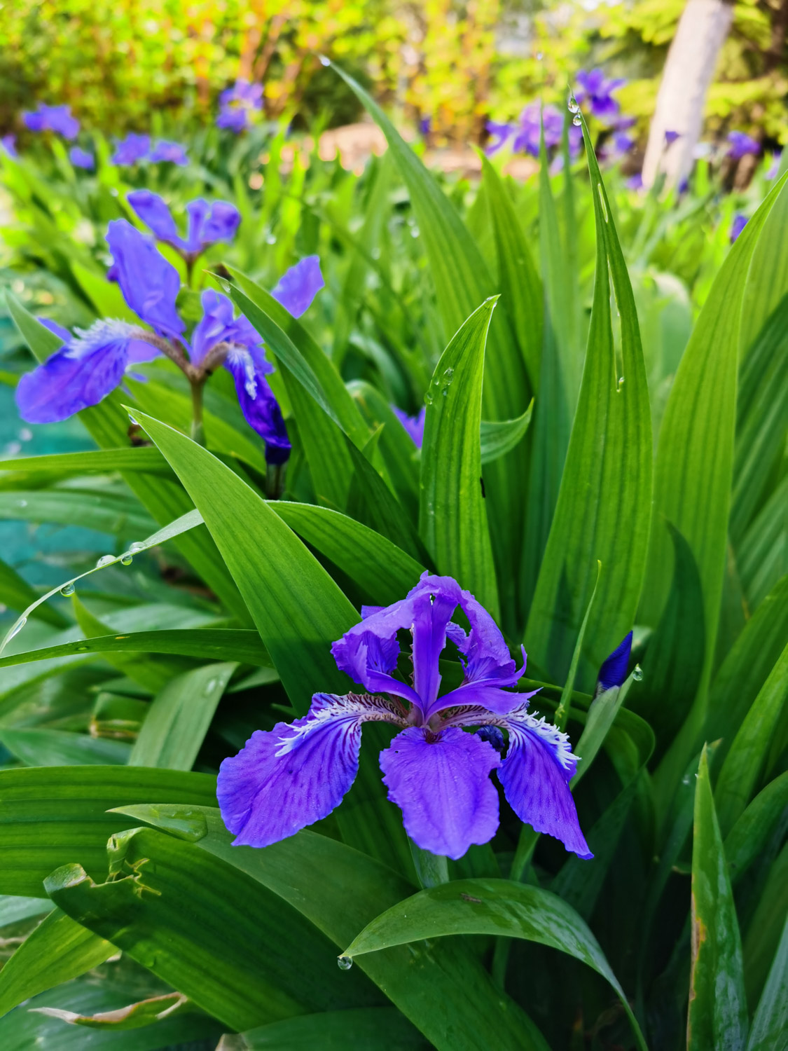 鸢尾 鸢尾花掉叶子如何处理,掉叶子的原因