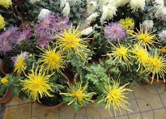 如何科学配制盆栽菊花的培养土