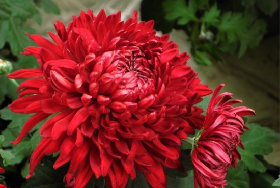 如何培育菊花新种类