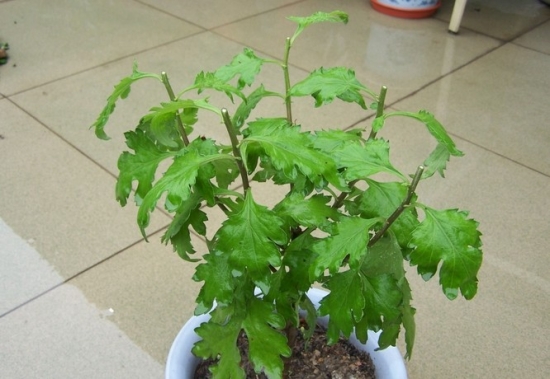 菊花生长期为何要摘心