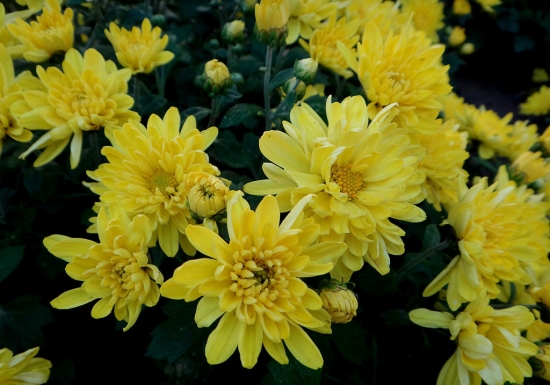 如何使菊花开上千支花朵