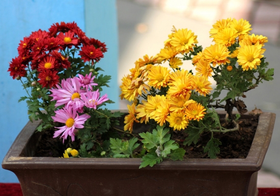 如何延长菊花开花的时间