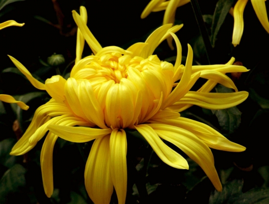 菊花 如何让菊花一年四季开花