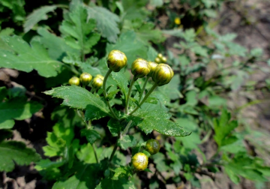 如何使菊花提前开放和推迟开放