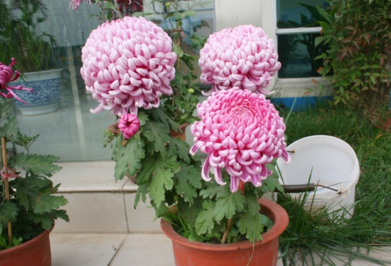 菊花种植办法：宜5~6月种植