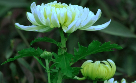 菊花 菊花有哪些栽培方式