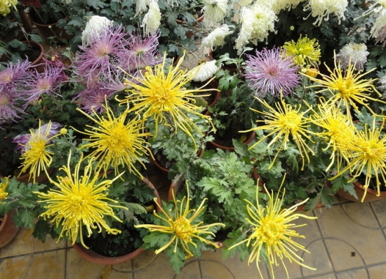 盆栽菊花如何越冬