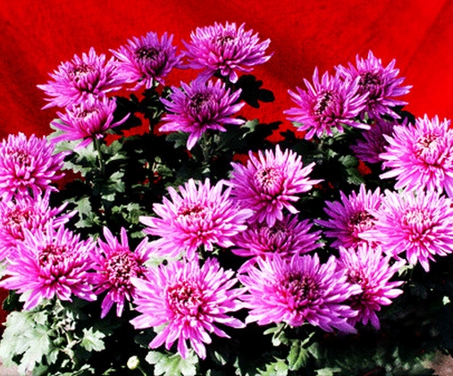 多头菊花 菊花种植技术:家庭如何培植菊花