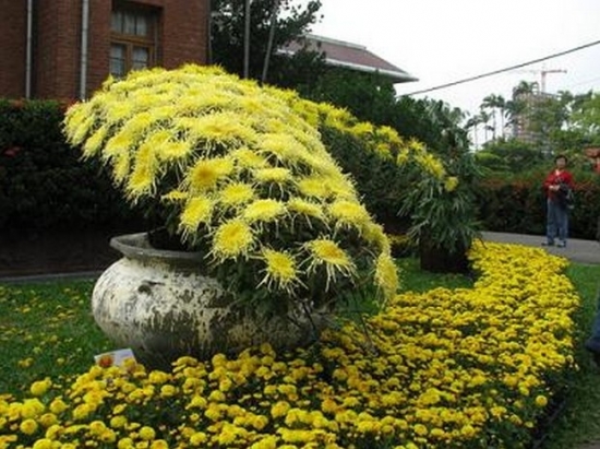 菊花 哪些菊花种类适合培育成大立菊