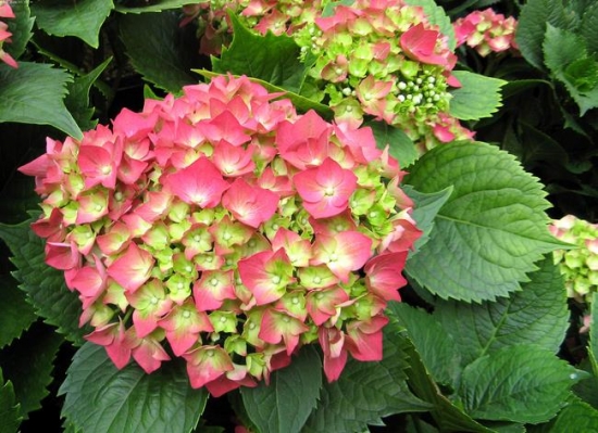 八仙花如何科学翻盆与修剪