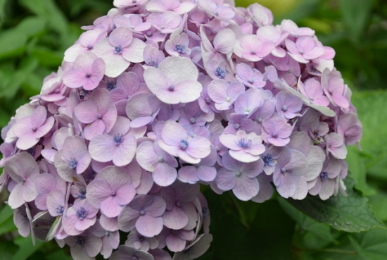 八仙花的养殖办法：小苗要带土移植