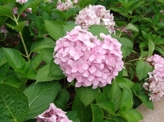 八仙花不开花如何办