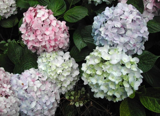 西南绣球 八仙花有何特性,有哪些种类