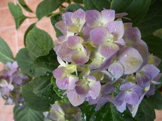 漂亮的八仙花 如何使八仙花一年开两次花