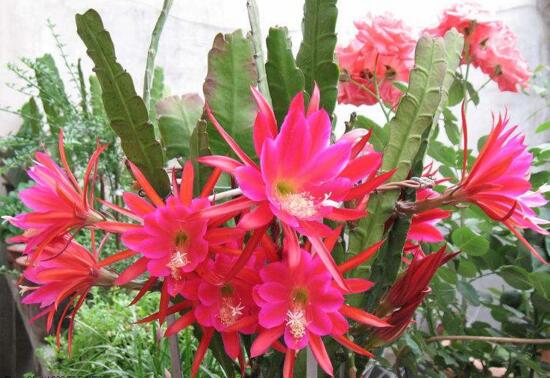 令箭荷花用什么盆最好,令箭荷花用多大的盆(浅盆)