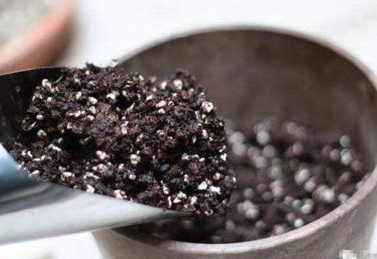 令箭荷花用什么盆最好,令箭荷花用多大的盆(浅盆)