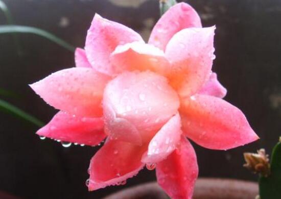 令箭荷花用什么盆最好,令箭荷花用多大的盆(浅盆)