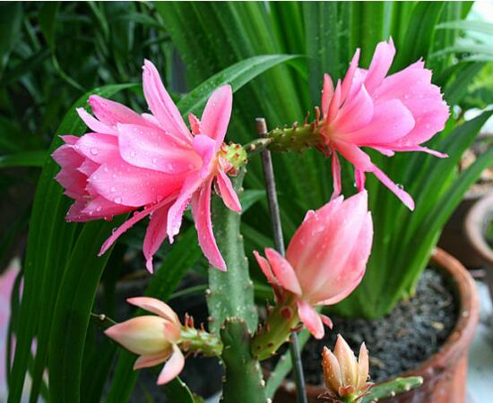 令箭荷花一年开几次花，如何让令箭荷花多开花