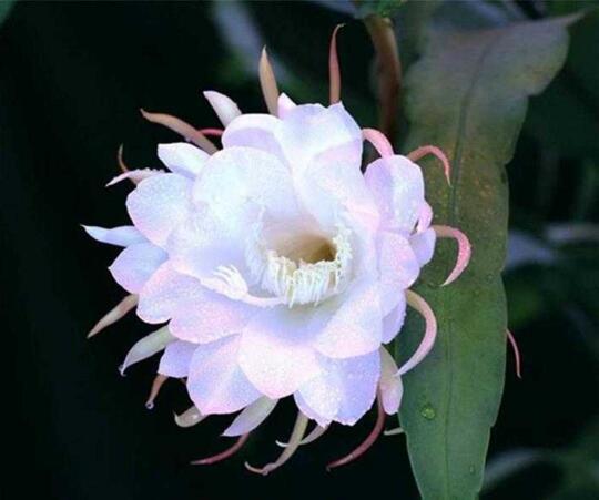 令箭荷花一年开几次花，如何让令箭荷花多开花