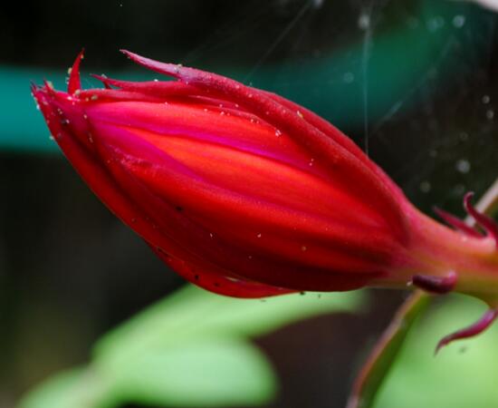 令箭荷花一年开几次花，如何让令箭荷花多开花