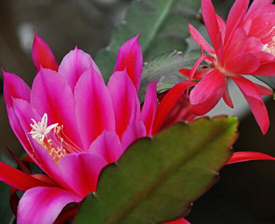 令箭荷花一年开几次花，如何让令箭荷花多开花