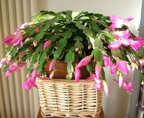 令箭荷花一年开几次花，如何让令箭荷花多开花