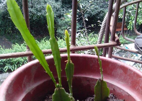 令箭荷花如何扦插，将叶子倒插入土20天就能生根