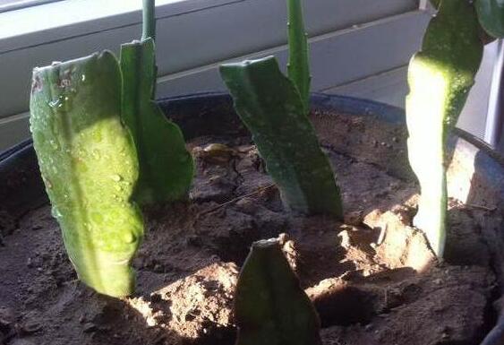 令箭荷花如何扦插，将叶子倒插入土20天就能生根