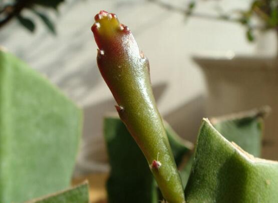 令箭荷花如何扦插，将叶子倒插入土20天就能生根