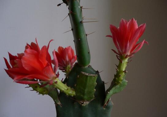 令箭荷花如何扦插，将叶子倒插入土20天就能生根