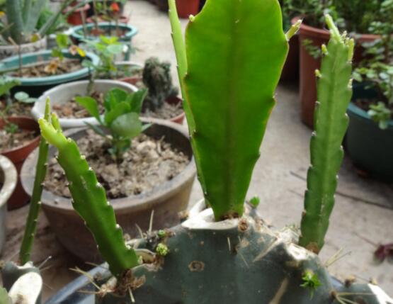 令箭荷花如何扦插，将叶子倒插入土20天就能生根