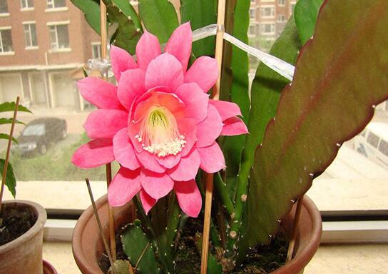 令箭荷花如何扦插，将叶子倒插入土20天就能生根