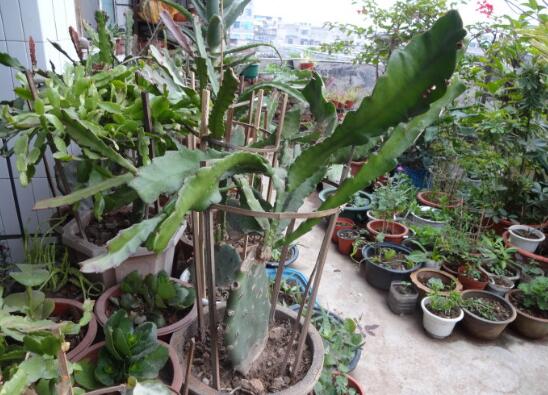 令箭荷花如何扦插，将叶子倒插入土20天就能生根