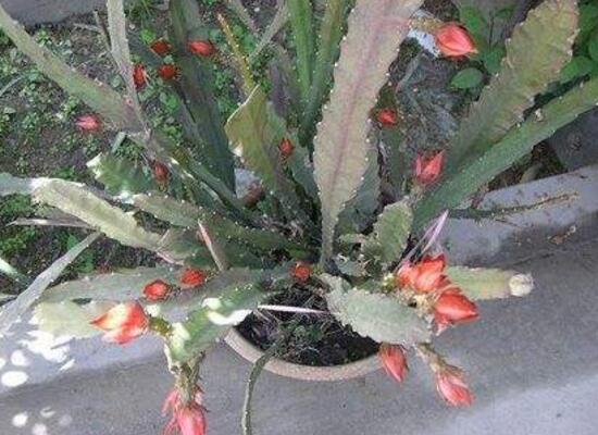 令箭不开花是什么原因，6种办法教你如何开花