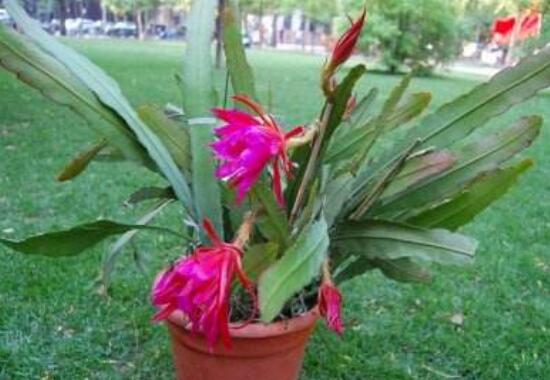 令箭不开花是什么原因，6种办法教你如何开花