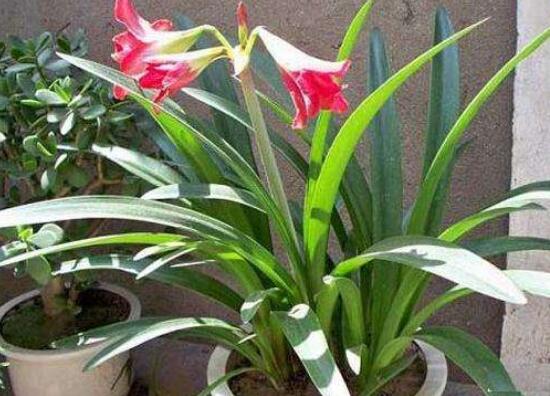 令箭不开花是什么原因，6种办法教你如何开花