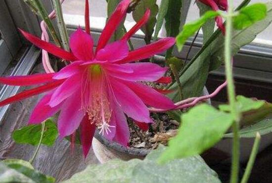 令箭不开花是什么原因，6种办法教你如何开花