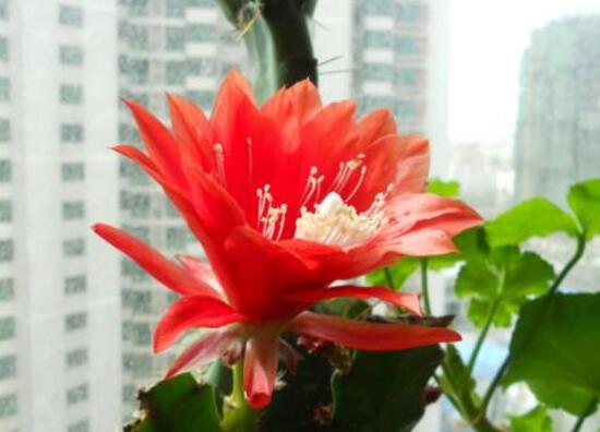 令箭不开花是什么原因，6种办法教你如何开花