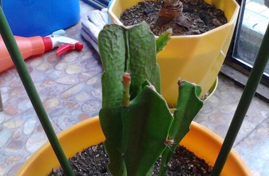 令箭荷花叶子皱如何办，四种办法让你的令箭荷花恢复生机