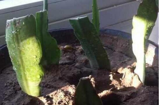 令箭荷花叶子皱如何办，四种办法让你的令箭荷花恢复生机