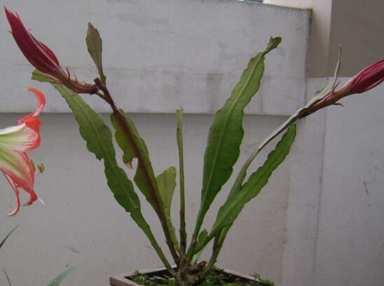 令箭荷花叶子皱如何办，四种办法让你的令箭荷花恢复生机