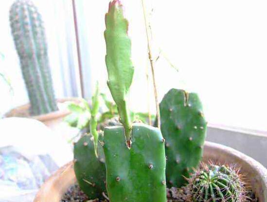 令箭荷花叶子皱如何办，四种办法让你的令箭荷花恢复生机