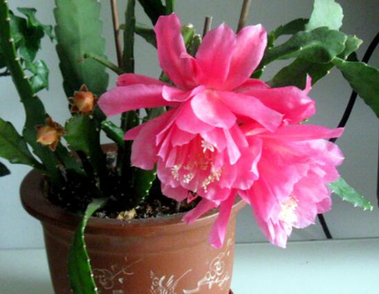 令箭荷花叶子皱如何办，四种办法让你的令箭荷花恢复生机