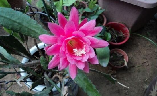 令箭荷花倒插办法分解图，3个步骤让你成功扦插令箭荷花