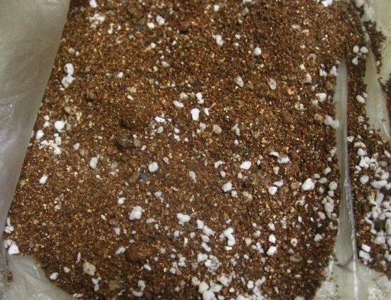 令箭荷花倒插办法分解图，3个步骤让你成功扦插令箭荷花