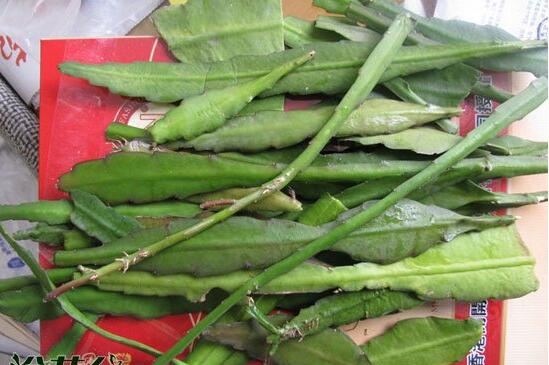 令箭荷花倒插办法分解图，3个步骤让你成功扦插令箭荷花