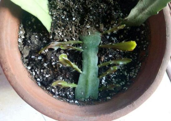 令箭荷花倒插办法分解图，3个步骤让你成功扦插令箭荷花