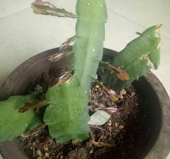 令箭荷花倒插办法分解图，3个步骤让你成功扦插令箭荷花